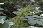 American spikenard